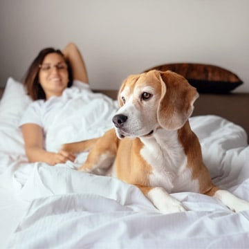Is Cambria Rockville a pet-friendly hotel?